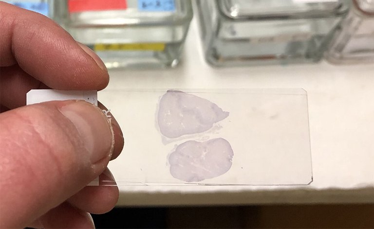 biological